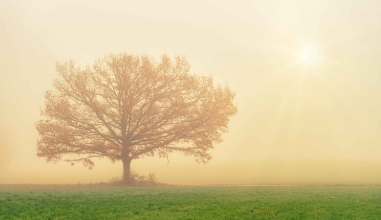 brown tree and green grass